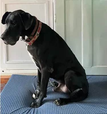 Bagheera