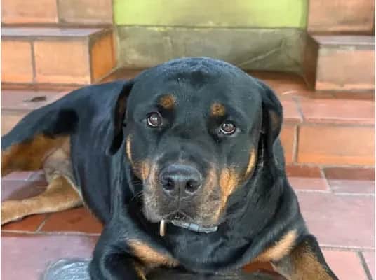 Roxy