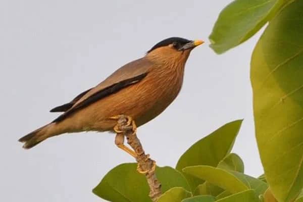 Bird Watching 11