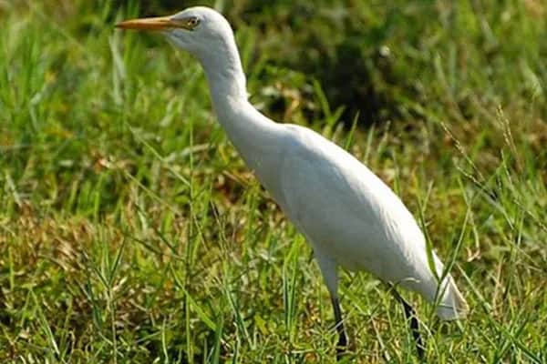 Bird Watching 6