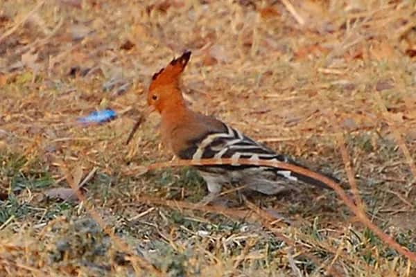 Bird Watching 14