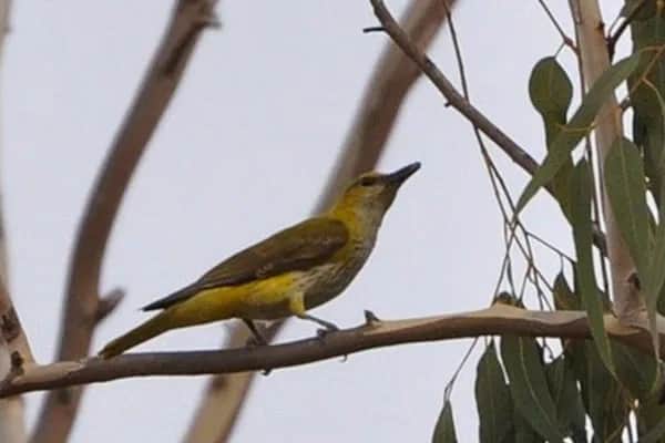 Bird Watching 7