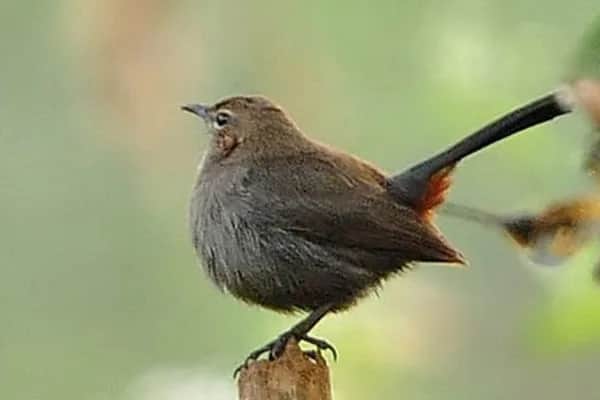Bird Watching 4