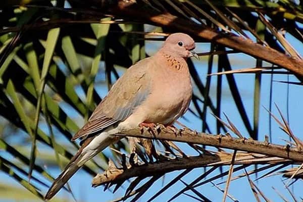 Bird Watching 5