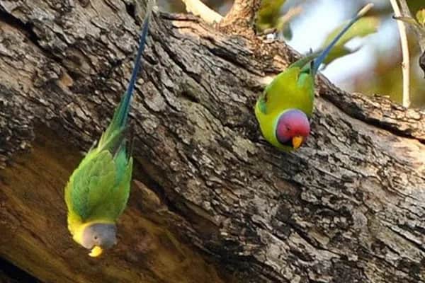 Bird Watching 8