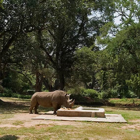 Mysore Zoo 2