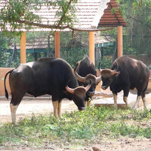 Mysore Zoo 3