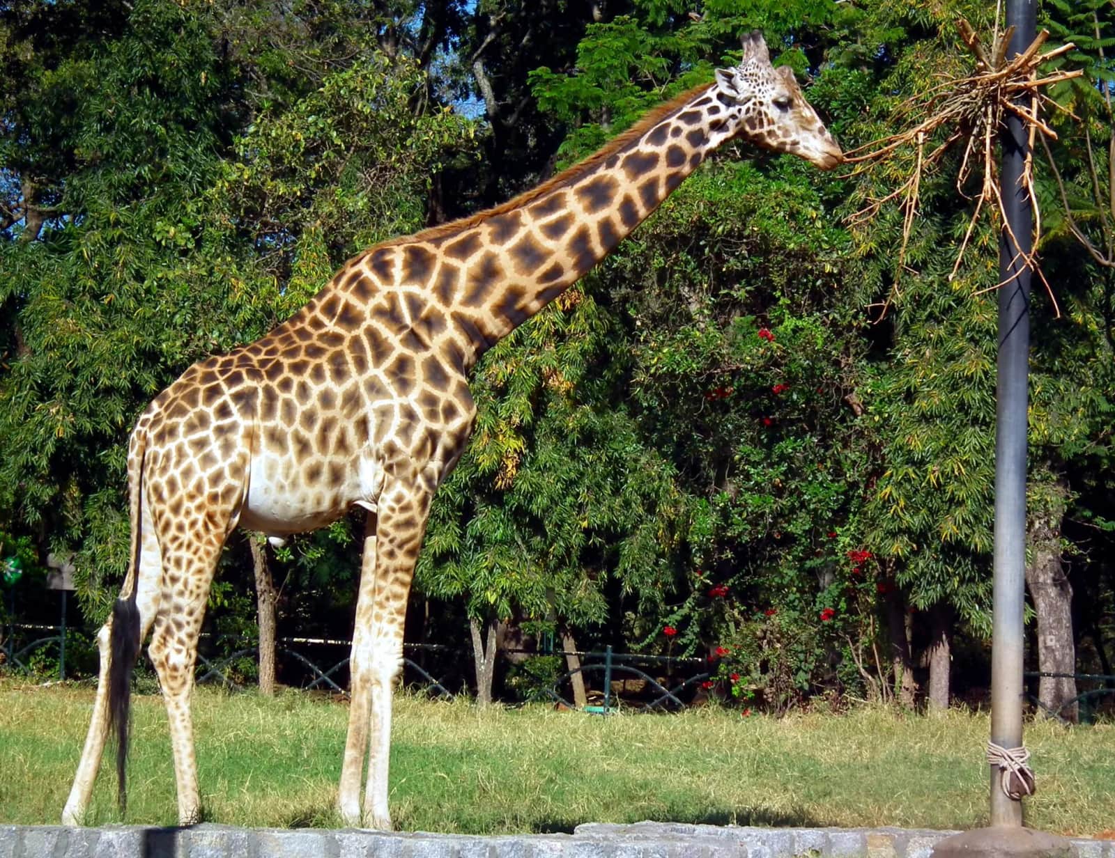 Mysore Zoo 4