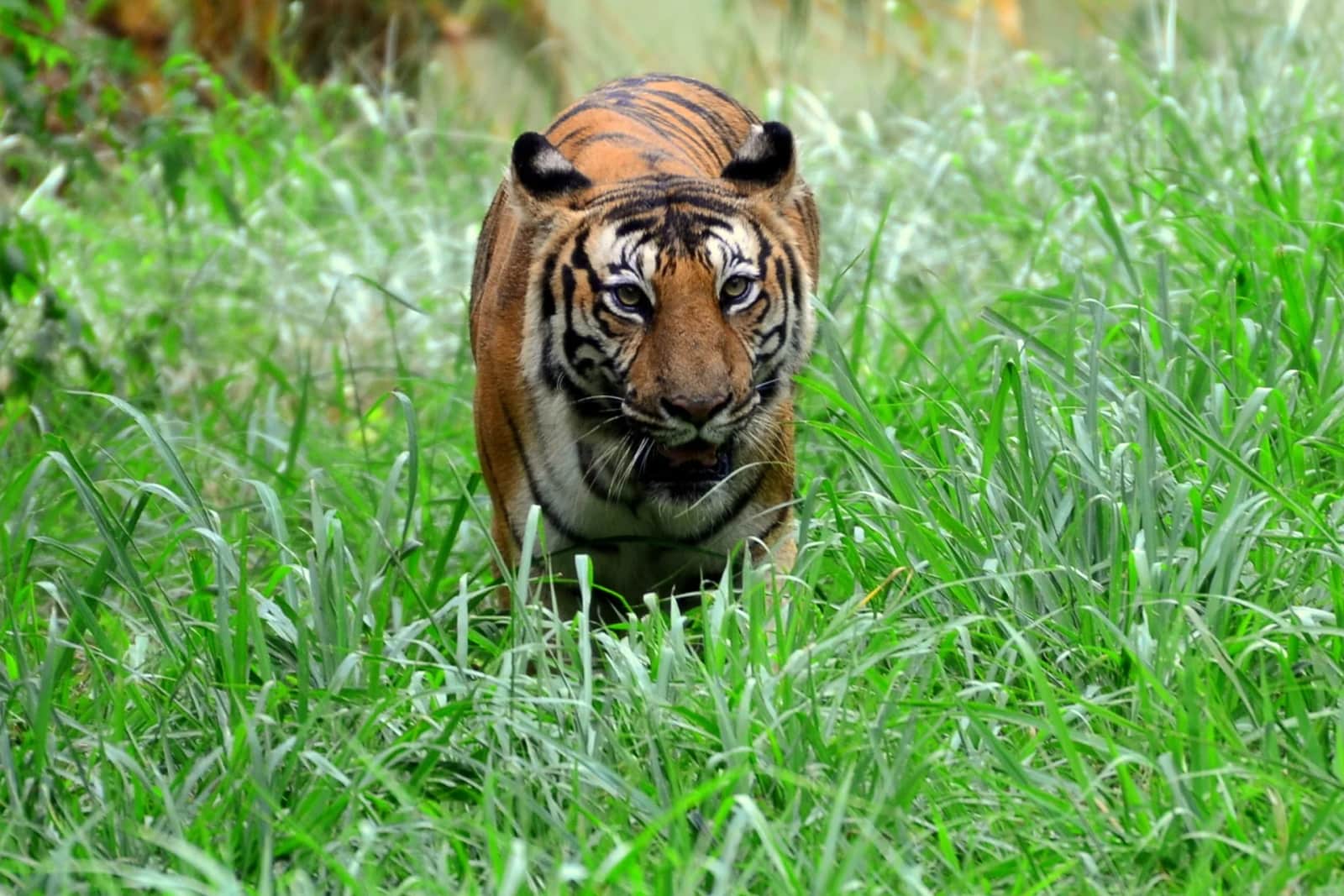 Mysore Zoo 5