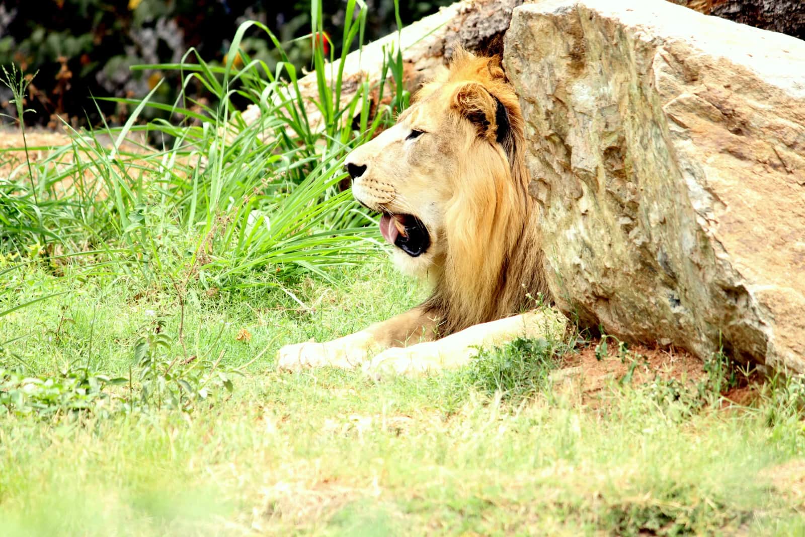 Mysore Zoo 6