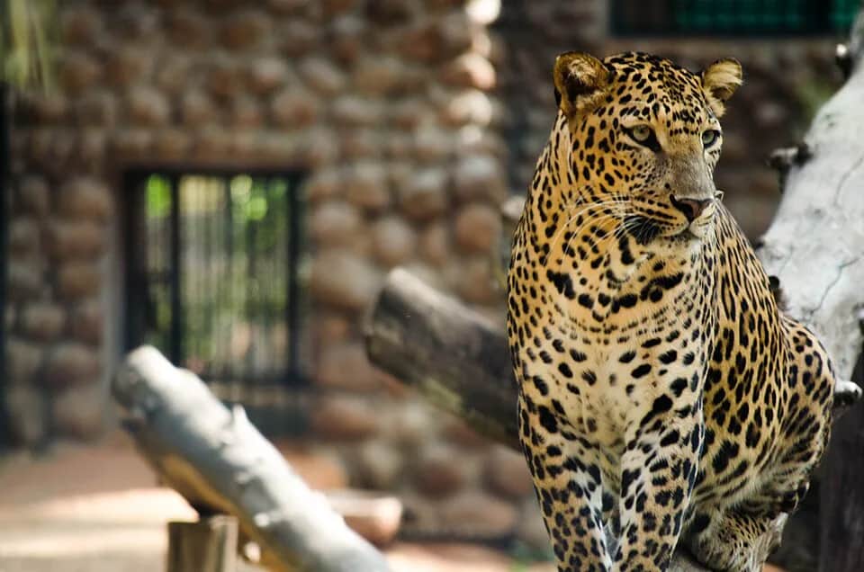 Mysore Zoo 7