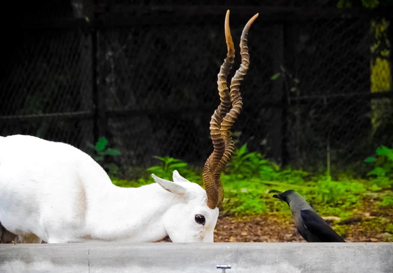 Mysore Zoo 8