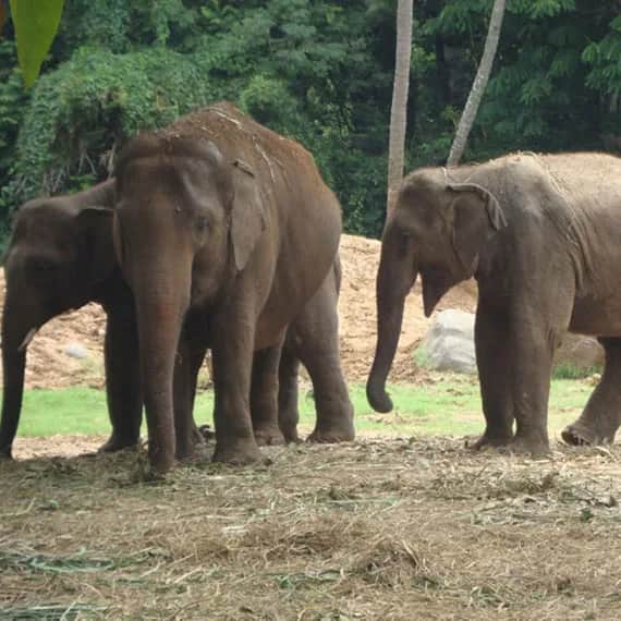 Mysore Zoo 9